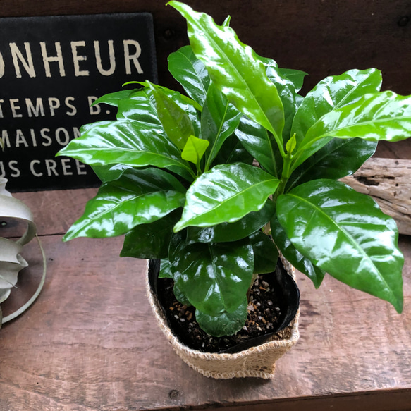 コーヒーの木♡艶やか葉っぱ♡観葉植物♡インテリア♡ 10枚目の画像