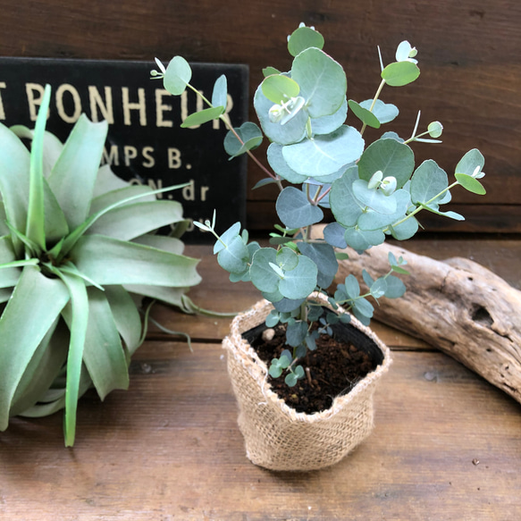 グニー♡ユーカリ♡大人気♡観葉植物 2枚目の画像