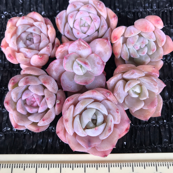 ★★めっちゃピンク❤️★パステル★抜き苗★子吹き中♪♪★多肉植物★★ レア パステル系のピンク 多肉植物 エケベリア 桜ミルクキャンディー