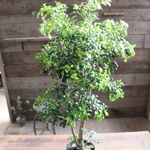 盆栽素材ジュラン（樹蘭）