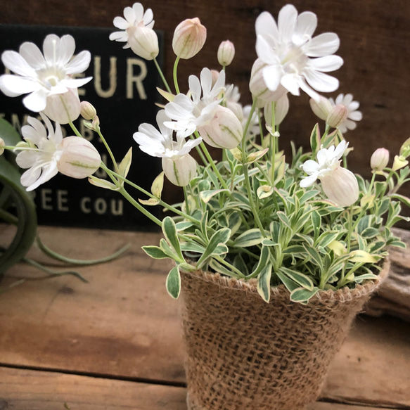 ナッキーホワイト♡毎年咲きます♡シレネ♡風船の花♡ガーデニング 1枚目の画像