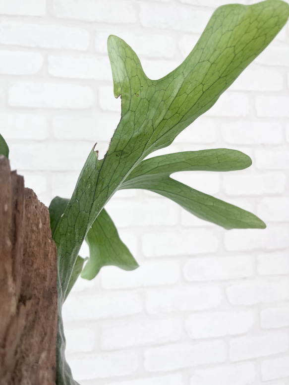 ビカクシダ　コウモリラン　スパーバム　流木付け　観葉植物　ハンギンググリーン  SPM409 15枚目の画像