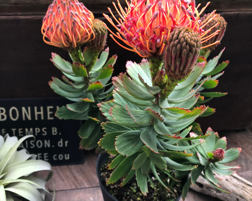 現品販売です。人気のオージープランツ・リューコスペルマム・カーニバルコース Amazon｜オージープランツ 観葉植物 鉢花：リューコスペルマム