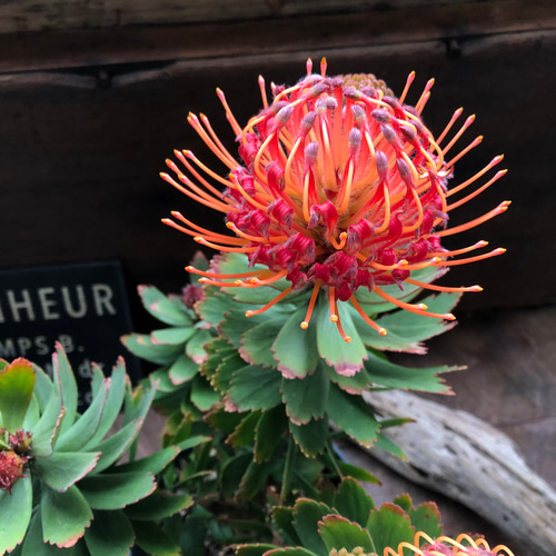 現品販売です。人気のオージープランツ・リューコスペルマム・カーニバルコース Amazon｜オージープランツ 観葉植物 鉢花：リューコスペルマム