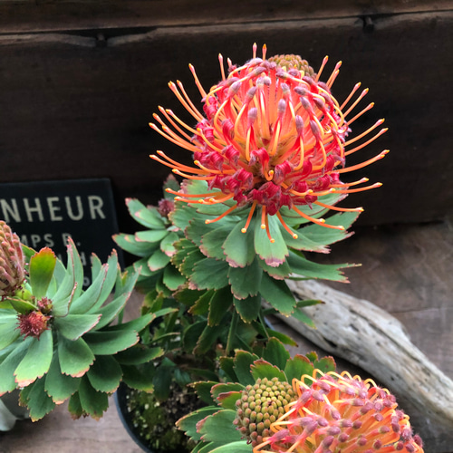 現品販売です。人気のオージープランツ・リューコスペルマム・カーニバルコース Amazon｜オージープランツ 観葉植物 鉢花：リューコスペルマム