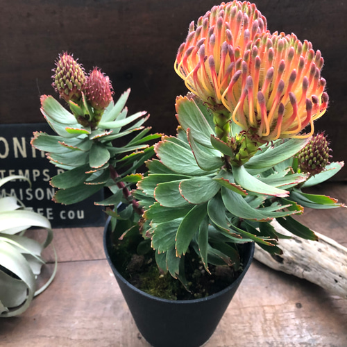 リューコスペルマム・カーニバルレッド♡オージープランツ