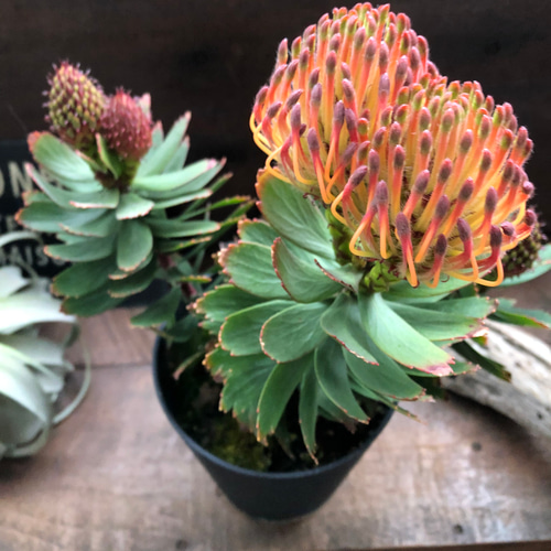 現品販売です。人気のオージープランツ・リューコスペルマム・カーニバルコース Amazon｜オージープランツ 観葉植物 鉢花：リューコスペルマム