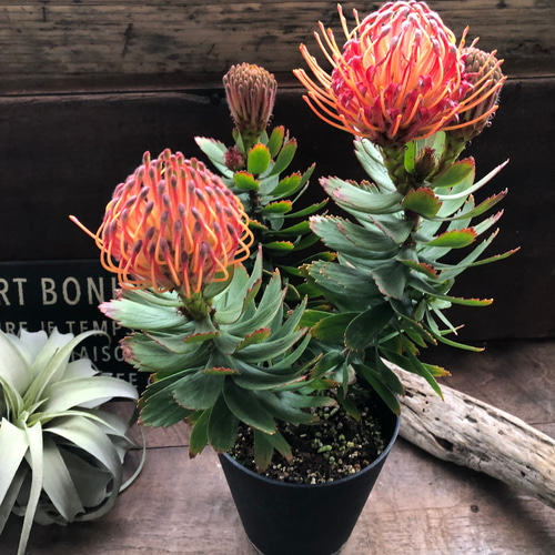 現品販売です。人気のオージープランツ・リューコスペルマム・カーニバルコース Amazon｜オージープランツ 観葉植物 鉢花：リューコスペルマム