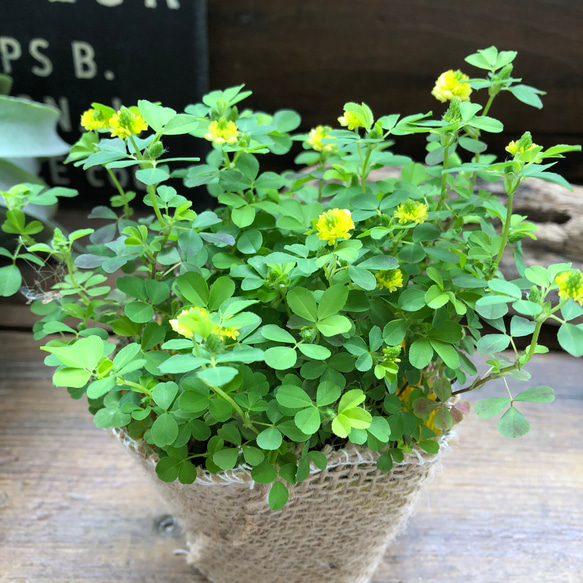 幸せの黄色のラッキークローバー♡グランドカバーに♡雑草対策♡ガーデニング 10枚目の画像