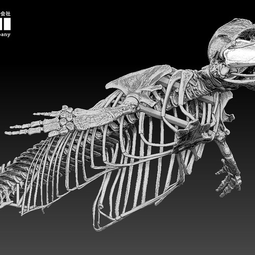 スナメリ 縮小全身骨格レプリカ その他置物 アンフィ合同会社 通販