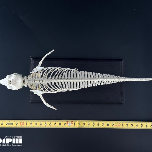 イルカ　スナメリ　骨 スナメリ骨格、間近で観察を 福井市自然史博物館が標本展示：中