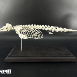 可動式】クマタカ 縮小全身骨格レプリカ Mountainhawk eagle （納期：3