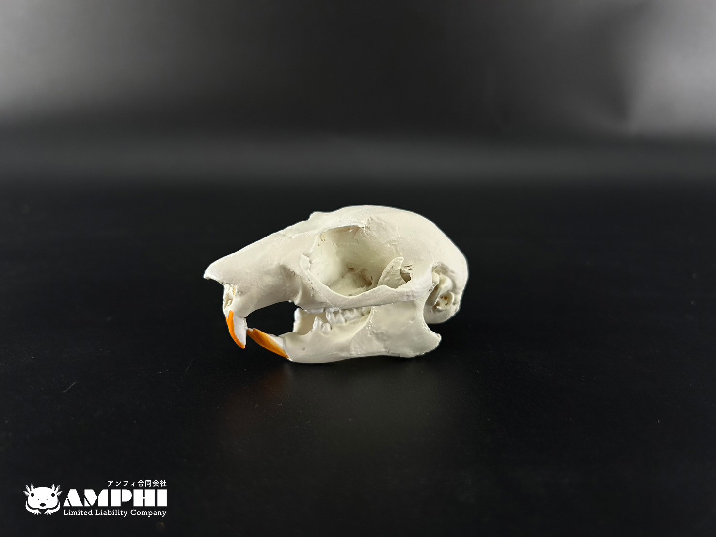 高品質 オポッサムの頭骨 ★ S サイズ SOMSO Numbered Female Skull with Movable Lower Jaw, 3 Parts