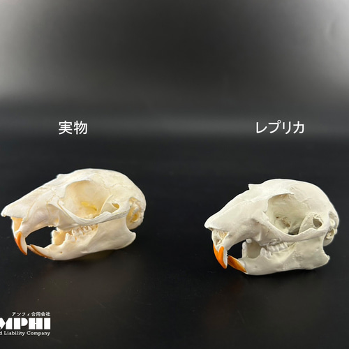 ムササビ 原寸大頭骨レプリカ その他置物 アンフィ合同会社 通販