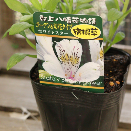 切花にも❤︎アルストロメリアの苗 その他インテリア雑貨