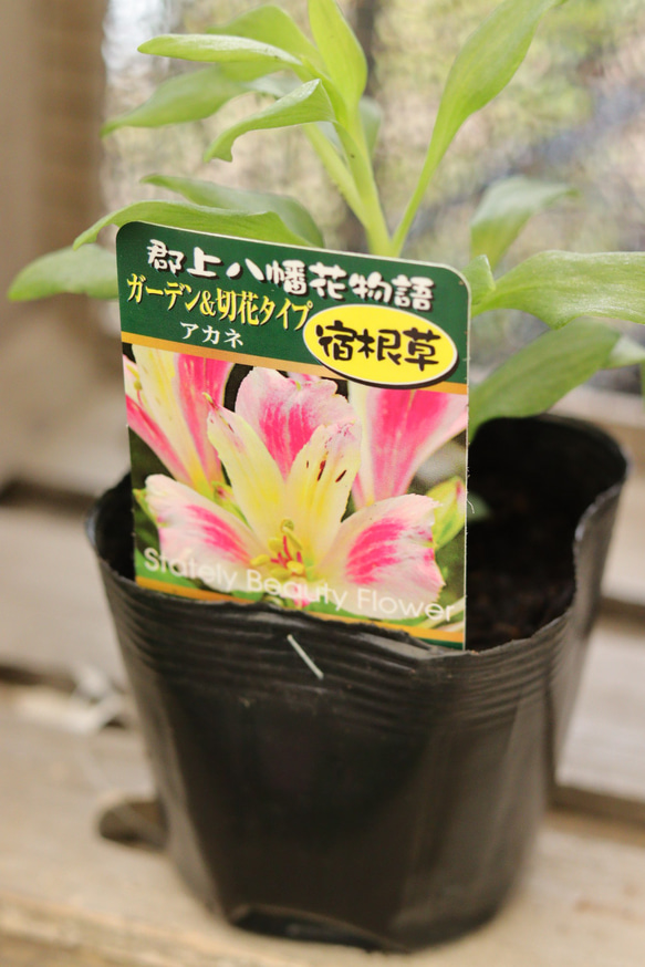 アルストロメリア苗 Amazon.co.jp: アルストロメリア 苗 セット 4種4株 / 国華園 24