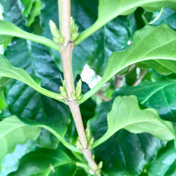花芽付き  特大 コーヒーの木 12枚目の画像