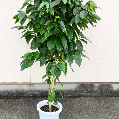 お*す様 【大型】コーヒーの木1m以上コーヒーの花のつぼみあり コーヒーの木 | オザキフラワーパーク
