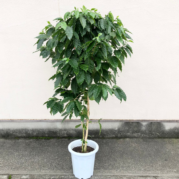 お*す様 【大型】コーヒーの木1m以上コーヒーの花のつぼみあり 楽天市場】コーヒーの木 7号【観葉植物 7寸 大型 おしゃれ 新