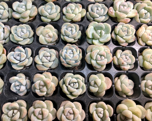 802be242116f7db6e584fe82b91fa6