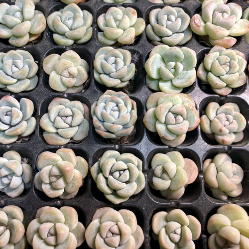 多肉 韓国輸入苗 氷玉 10苗セット 多肉植物 Rasoirana 通販 17521038