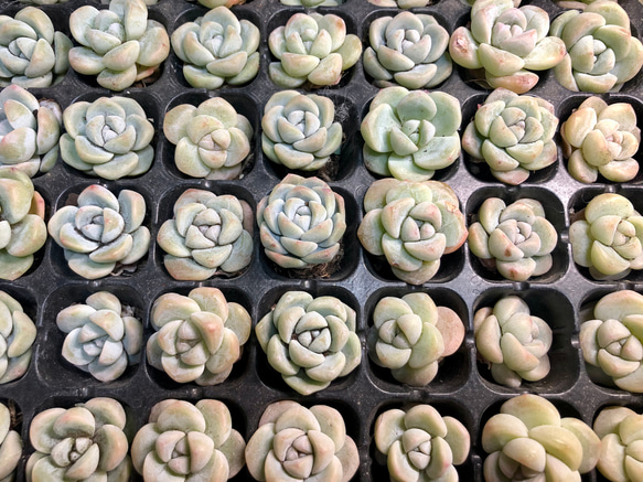 多肉 韓国輸入苗 氷玉 10苗セット 多肉植物 Rasoirana 通販 17521038