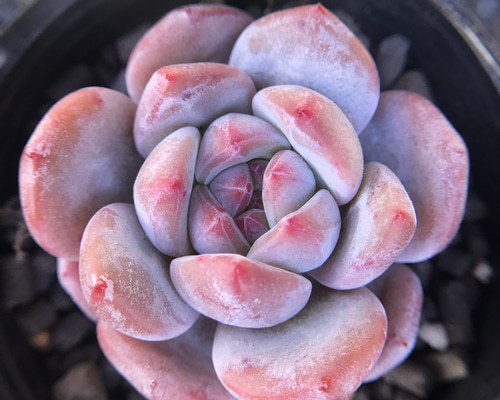 紫水晶 パープルクリスタル エケベリア 多肉植物 抜き苗