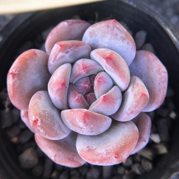 色落ち特価❣️多肉植物 エケベリア 中心ジャム系 紫柘榴 抜き苗 色落ち特価❣️多肉植物 エケベリア 中心ジャム系 紫柘榴 抜き苗