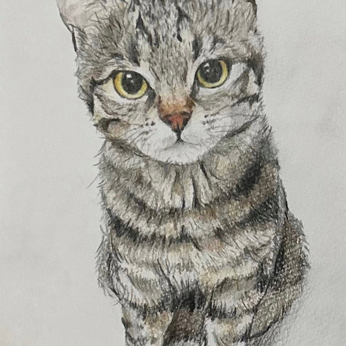 色鉛筆画】キジトラ猫 絵画 ゆきのちみぞれ。 通販 17521872 色鉛筆画】キジトラ猫 絵画 ゆきのちみぞれ。 通販 17521872