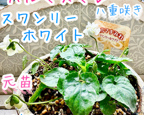 八重咲き『スワンリー・ホワイト』パルマスミレ ニオイスミレ 人気の