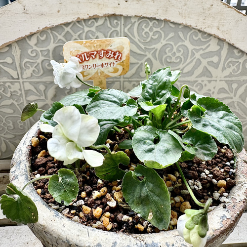 激レア❣️ 甘い香り　ダッチェス デ パルメ　パルマスミレ　ダブル咲き　苗　スミレ 激レア❣️ 甘い香り ダッチェス デ パルメ パルマスミレ ダブル咲き