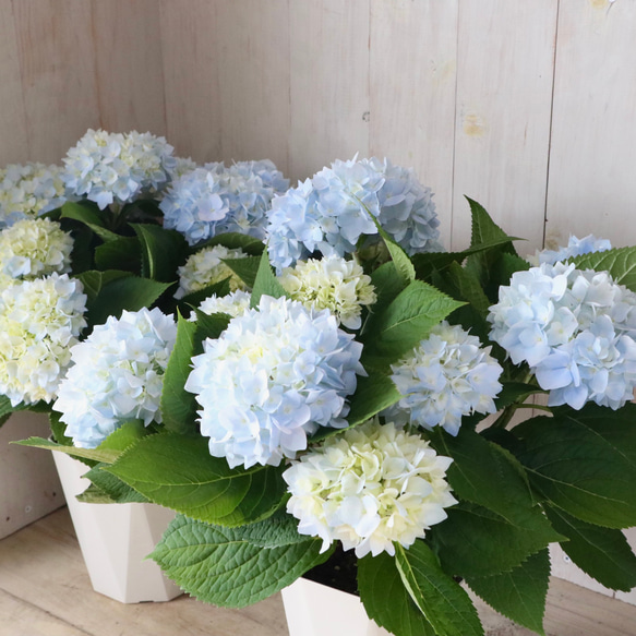 四季咲き♡紫陽花♡霧島の恵♡ガクアジサイ♡5寸鉢♡ アート
