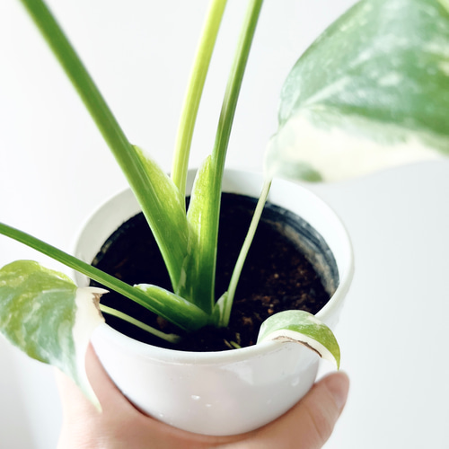 特価】#518 希少 斑入り モンステラ タイコンステレーション 観葉植物