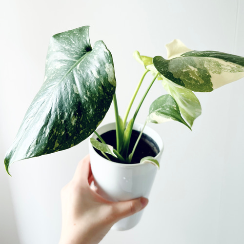 特価】#518 希少 斑入り モンステラ タイコンステレーション 観葉植物