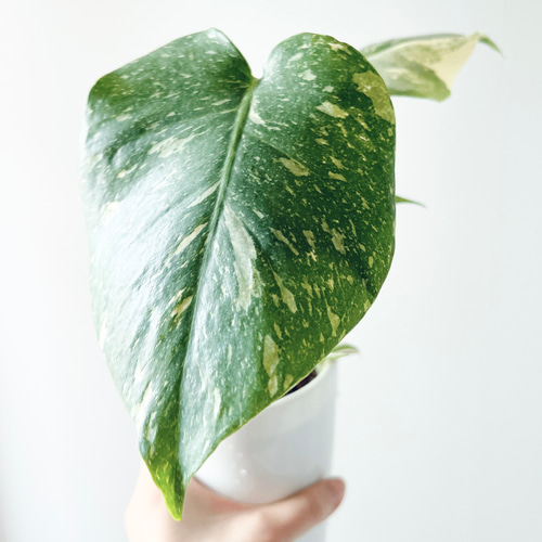 特価】#518 希少 斑入り モンステラ タイコンステレーション 観葉植物