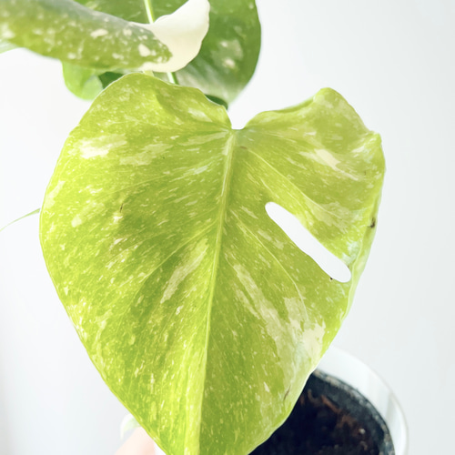 特価】#518 希少 斑入り モンステラ タイコンステレーション 観葉植物