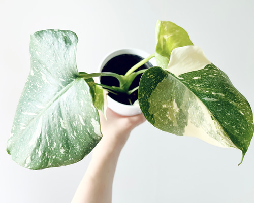 特価】#518 希少 斑入り モンステラ タイコンステレーション 観葉植物