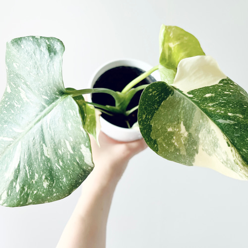 特価】#518 希少 斑入り モンステラ タイコンステレーション 観葉植物