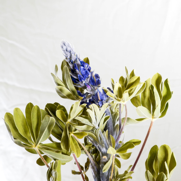 ルピナス（青紫）のフリーズドライフラワー 3枚目の画像