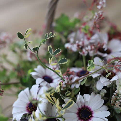 初夏の花籠♪ギャザリング寄せ植え ドライフラワー 木の実と葉っぱ