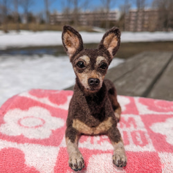 展示品【あま〜い♡】 柴犬 豆柴【フォトフレーム内寸8.5cm