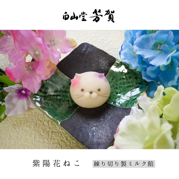  第8張的照片