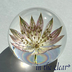 植物標本　アストランティア　薄紫　レジン　５センチ球体 1枚目の画像