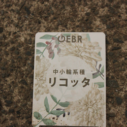 1pot）オステオスペルマム　リコッタ　3.5号　優しいクリーム色♪ 6枚目の画像