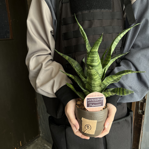 サンスベリア トリファシータ B 観葉植物 その他インテリア雑貨