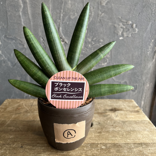 サンスベリア ブラックボンセレンシス A 観葉植物 その他