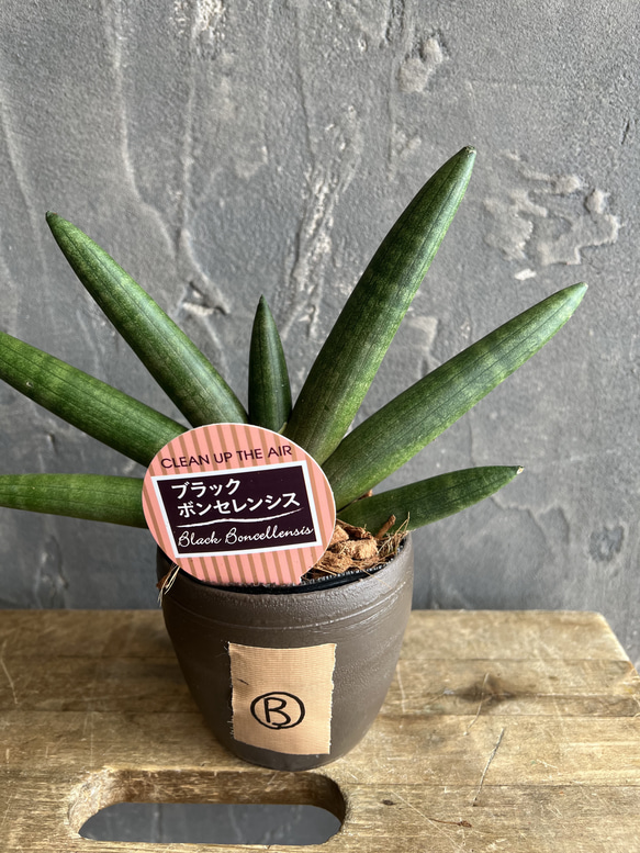 サンスベリア エイレンシスSansevieria Eilensis d サンセベリア エイレンシス「Sansevieria eilensis Lav.10178」3/