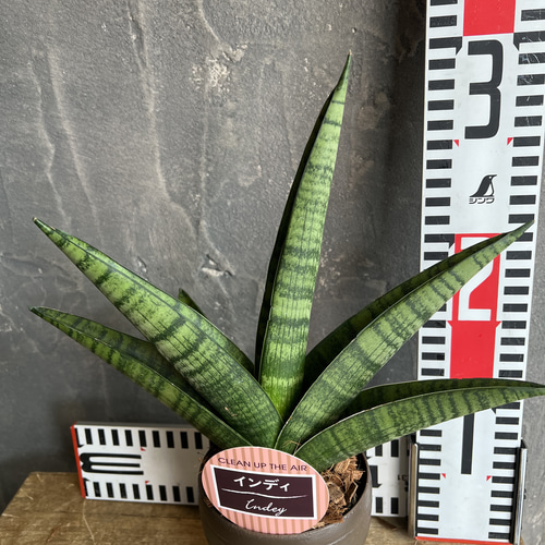 サンスベリア インディ B 観葉植物 その他インテリア雑貨 Risa la