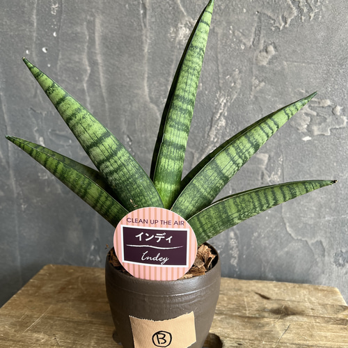 サンスベリア インディ B 観葉植物 その他インテリア雑貨 Risa la
