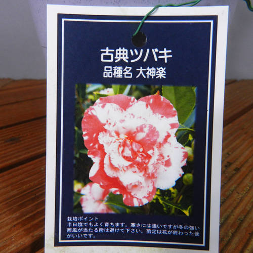 【花椿ページ】 屋内つばき園のミニ椿が見ごろを迎えています！ | るるパーク